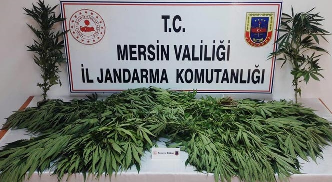 Mersin Tarsus'ta Yasadışı Kenevir Ekimi Yapan Şahıslar Yakalandı: Damda Ekili 31 Kök Kenevir Bitkisi Ele Geçirildi