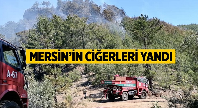 Mersin’in Bozyazı İlçesinde Çıkan Yangında Kızılçam Ormanları Zarar Gördü