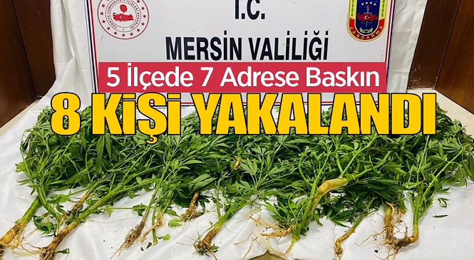 Mersin’in 5 İlçesinde Yasadışı Kenevir Ekimi, Uyuşturucu Madde İmal ve Ticareti Operasyonu Yapıldı! Baskınlarda Çok Sayıda Şüpheli Gözaltına Alındı