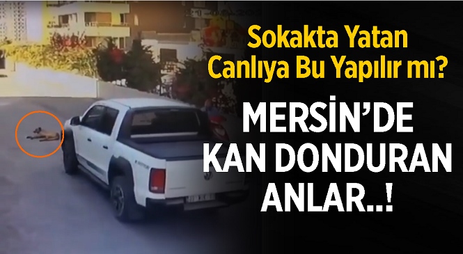 Mersin’de Yine Aynı Manzara! Sokakta Yatan Köpeği Arabasıyla Ezip Kaçtı