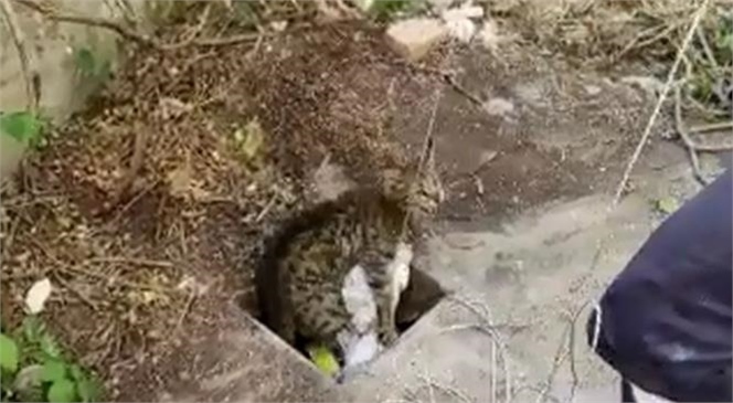 İtfaiye Ekipleri 20 Metrelik Kuyuya Düşen Kedi İçin Seferber Oldu