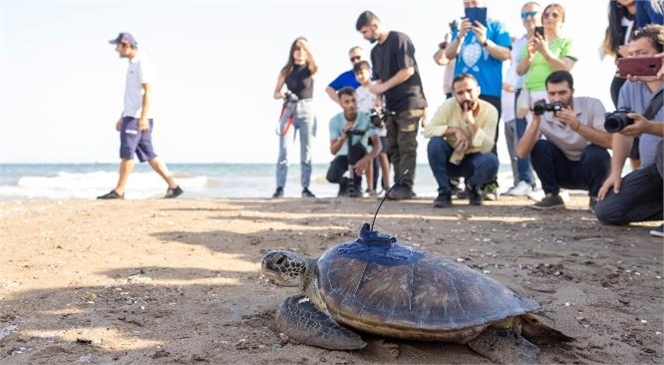 Üzerine Uydu Takip Cihazı Takılan ‘Kızkalesi’ Ve ‘Mersin Üniversitesi’ Denize Bırakıldı, ‘Deniz Kaplumbağalarının Uydu İle İzlenmesi Projesi’ Hayata Geçirildi