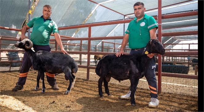 MERSİN BÜYÜKŞEHİR’DEN TÜRKİYE’YE ÖRNEK PROJE