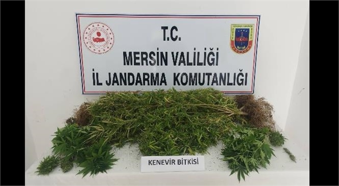 Jandarmadan Uyuşturucu Operasyonu