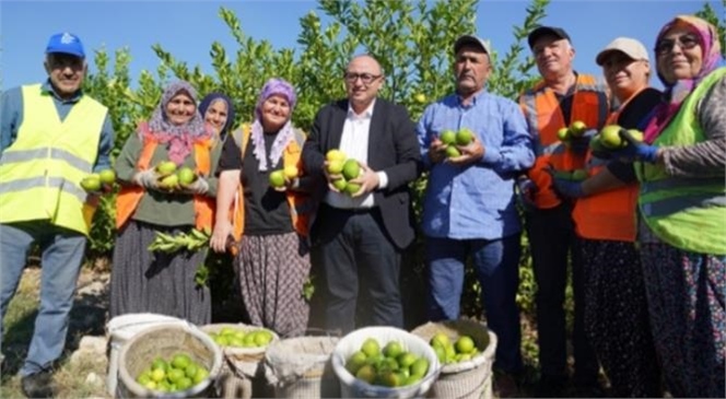 Türkiye’nin Limon Deposu Erdemli'de Hasat Sezonu Başladı