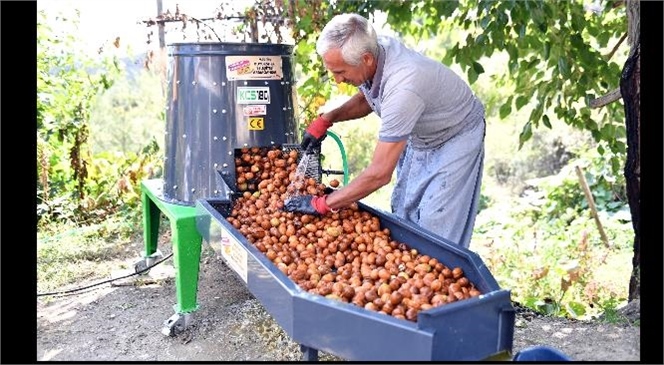 Mersinli Üreticiye "Ceviz Soyma Makinesi’ desteği