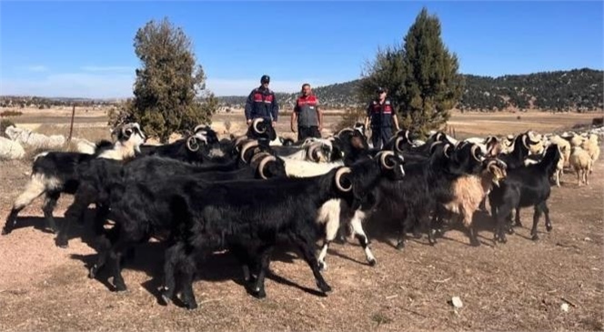 “KAYBOLAN KÜÇÜKBAŞ HAYVANLARI JANDARMA BULDU”