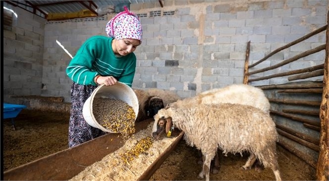 HAYVANCILIKTA GENÇ GİRİŞİMCİLERE DESTEK BÜYÜKŞEHİR’DEN