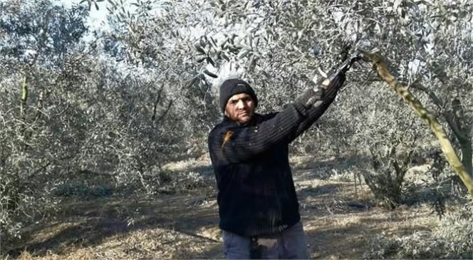 Mersin, Türkiye’nin En Çok Zeytin Ağacına Sahip 8. İli Oldu