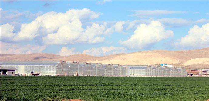 Güneydoğu'da jeotermal seracılık yaygınlaşıyor