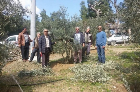 Dalaman'da Bahçede Zeytin Budama Dersi