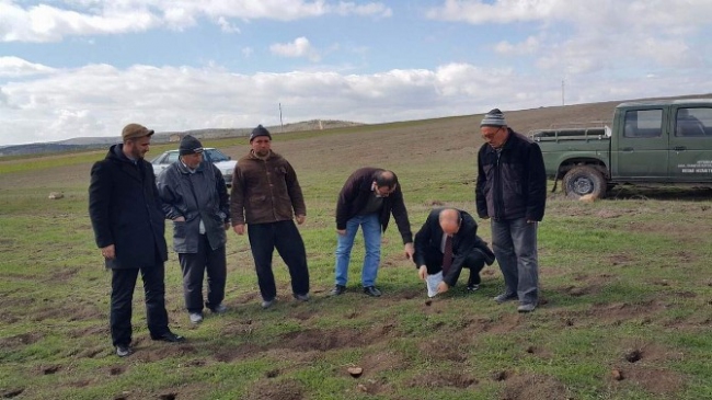 Afyonkarahisar'da Tarla Faresi İle Mücadele Çalışmaları