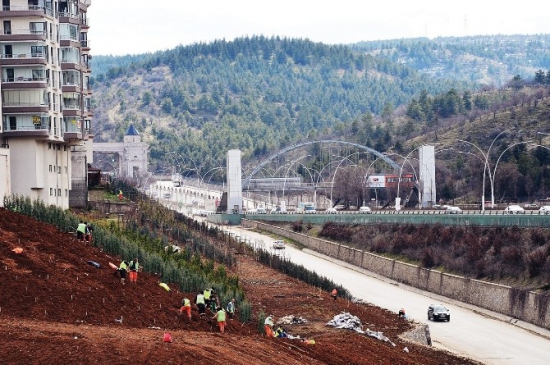 Başkent Ankara'ya 43 Bin Ağaç Daha Dikiliyor