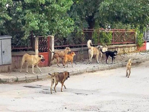 Fatsa'da Sokak Hayvanları Projesi Hayata Geçiyor