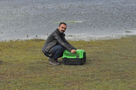 Bitkin Halde Bulunan Balıkçıl Kuşu Tekrar Doğaya Bırakıldı