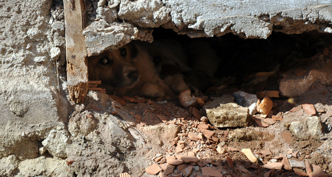 Köpekten annelik dersi!