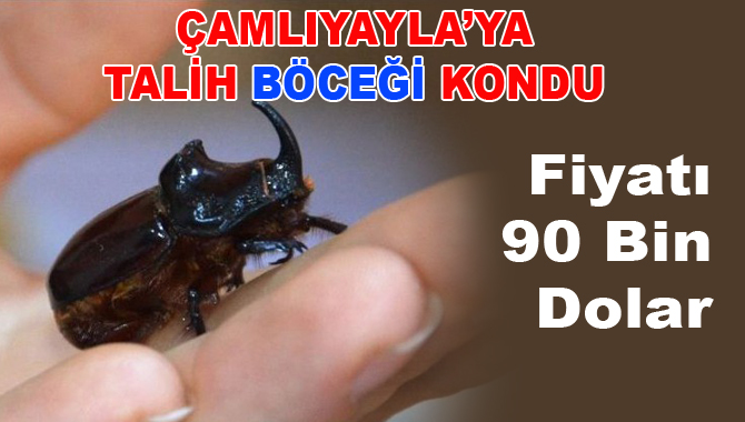 Çamlıyayla’da  Gergedan Böceği Bulundu