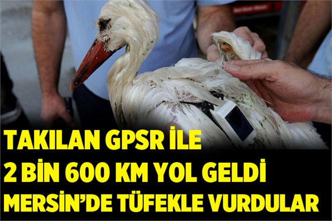 Slovakya’dan GPRS İle Takibe Alınan Leylek, Mersin’de Vuruldu