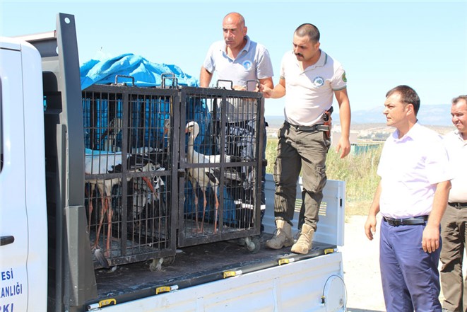 Tedavi Edilen Leylekler Göksu Deltası Doğal Yaşam Alanına Bırakıldı