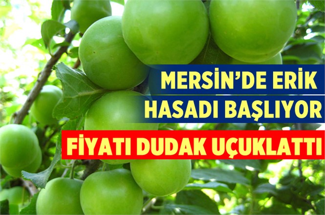 Mersin'de İlk Erik Hasadı Başlıyor