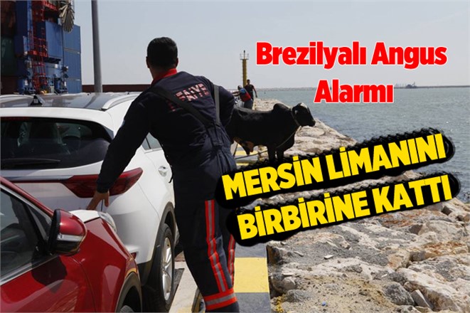 Mersin'de Angus Kaçtı, Mersin Limanı'nı Birbirine Kattı