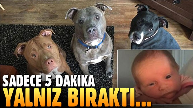 Pitbulların saldırısına uğrayan 3 haftalık bebek  hayatını kaybetti