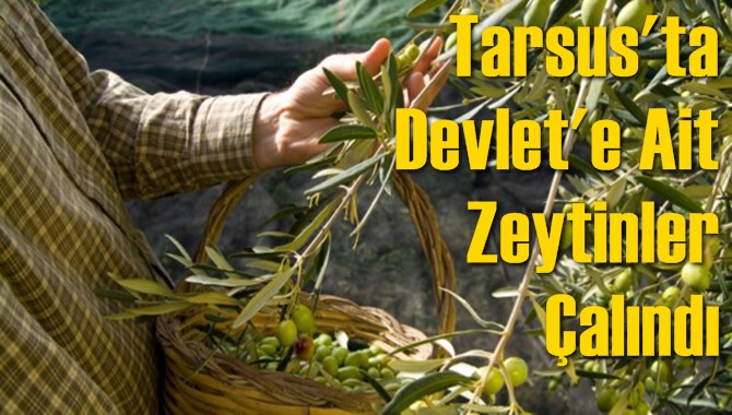 Tarsus'ta Devlet'e Ait Zeytinler Çalındı