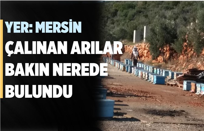 Çalınan Arılar Bakın Nerede Bulundu