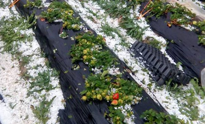 Mersin Silifke'de Dolu Felaketi, Bölgede Etkisini Gösteren Dolu Ciddi Zarar Verdi