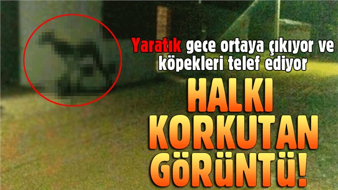 Herkes korku içinde! Sadece Akşam saatlerinde Ortaya Çıkıyor