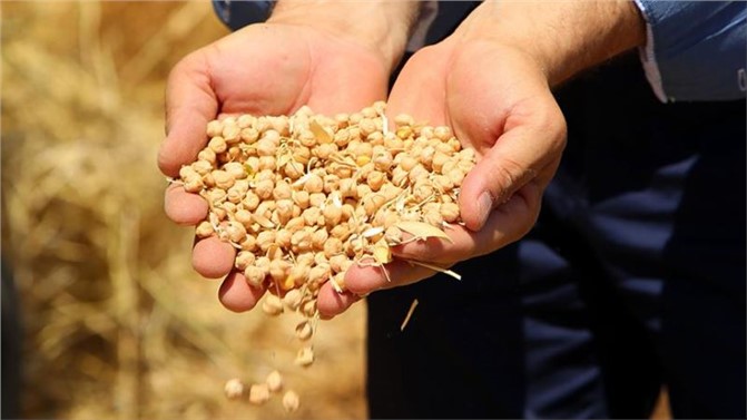 Mersin Mut'ta Antraknoz Hastalığı Nohut Üreticisini Zarar Ettirdi