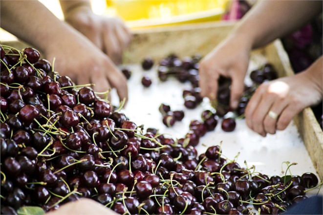 Türk Kirazını Çin’e Sokacak Proje Start Aldı. Kiraz İhracatı 161 Milyon Dolara Ulaştı