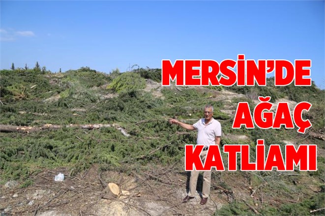 Mersin'de Ağaç Katliamı