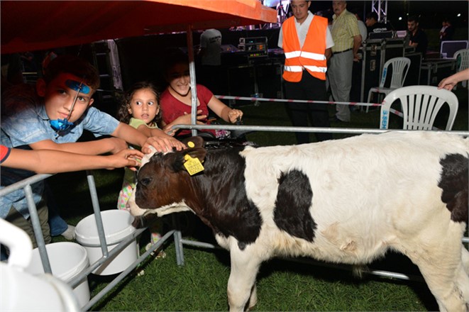 Mersin'de Buzağı Barınağı Dağıtımları Devam Ediyor