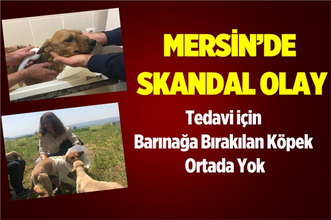 Mersin'de Tedavi için Barınağa Bırakılan Köpek Ortada Yok