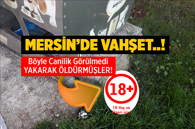 Mersin Yenişehir İlçesi Limonluk Mahallesinde Kedi Katliamı, Yakarak Öldürmüşler