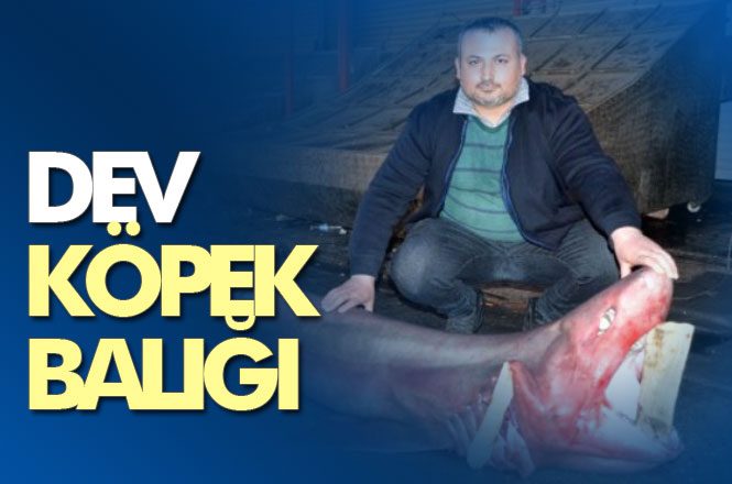 Mersin Açıklarında Yakalanan Dev Köpek Balığı İlgi Odağı Oldu, Bir Çok Kişi Fotoğraf Çekinmek İçin Sıraya Girdi