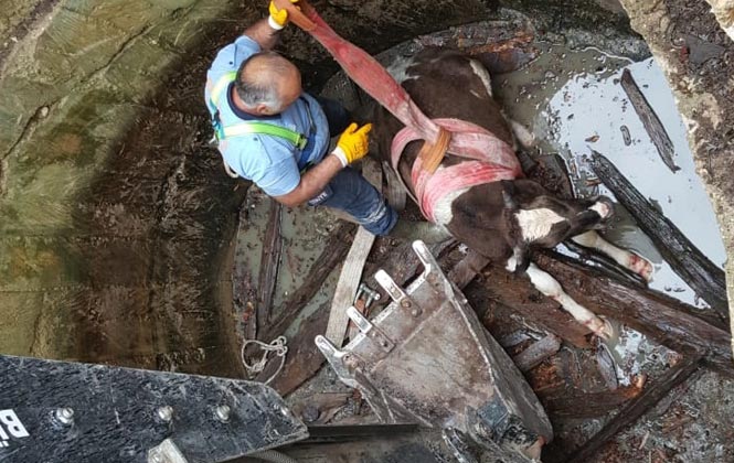 Mersin Gülnar'da Kuyuya Düşen Dananın İmdadına Büyükşehir İtfaiye Yetişti