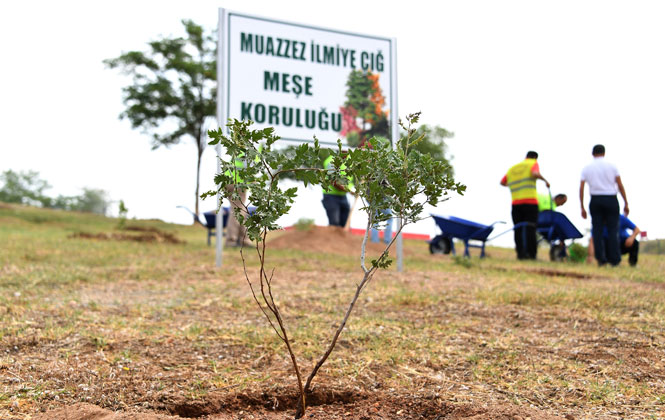 Mersin'de Muazzez İlmiye Çığ İçin 105 Meşe Fidanı Dikildi