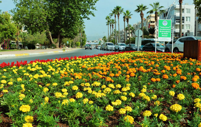 Mersin, Rengarenk Çiçeklerle Bezeniyor! Park ve Bahçeler’de Yoğun Tempo