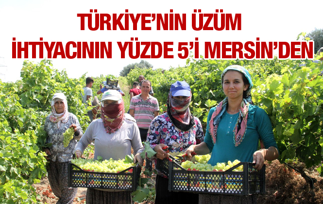 Türkiye'nin Üzümü Mersin'den