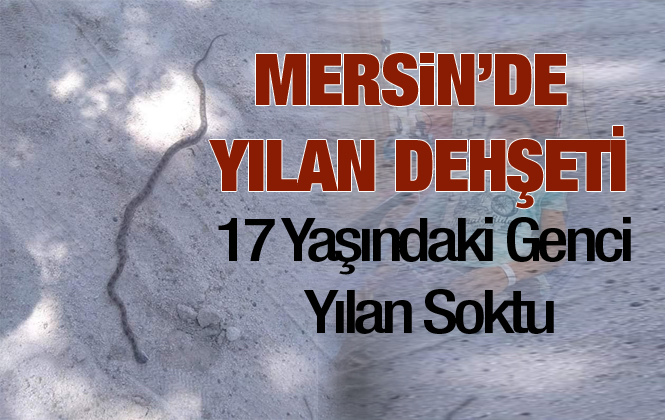 Mersin’de Bir Kişiyi Yılan Soktu