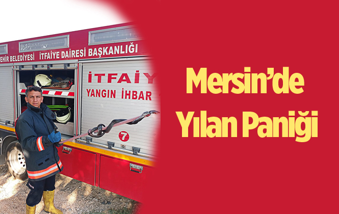 Mersin Silifke’de 2,5 Metrelik Yılan Korkusu