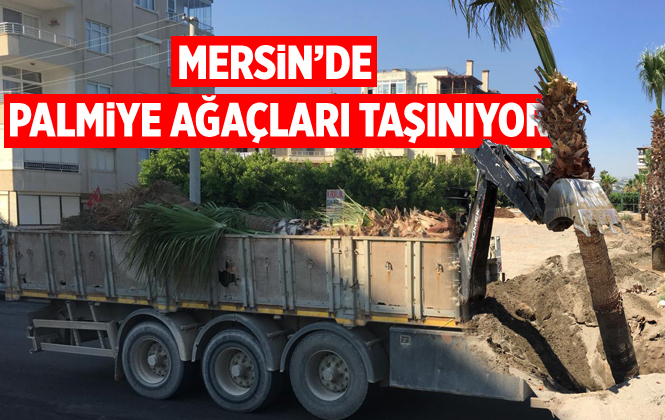 Büyükşehir 15 Palmiye Ağacını Kocahasanlı Plajı’na Taşıdı