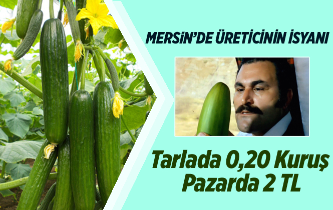 Mersin’de Çiftçinin Salatalık İsyanı