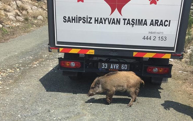 Kent Merkezinde Rastlanan ve Burnuna Şiş Sokulan Domuzu Büyükşehir Kurtardı