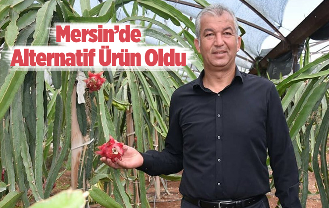 Ejder Meyvesi Mersin’de Alternatif Bitki Oluyor