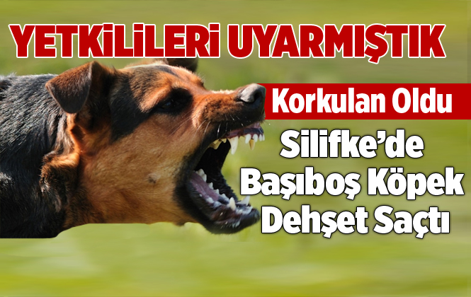 Silifke’de Başıboş Köpek Posta Dağıtıcısına Saldırarak Hastanelik Etti