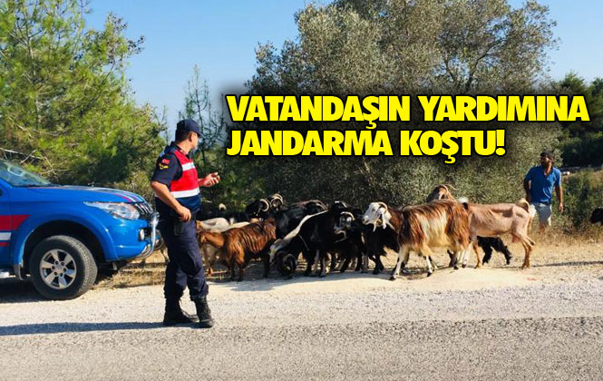 Mersin Mezitli Pelitkoyağı Mahallesi Kırsalında Koyunları Kaybolan Vatandaşın, Yardımına Jandarma Koştu