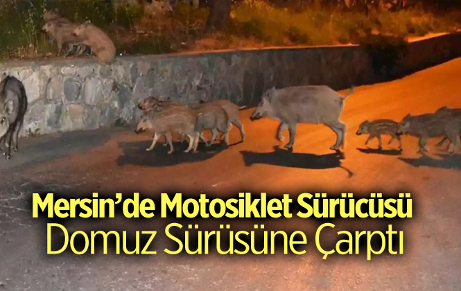 Mersin'de Motosiklet Domuz Sürüsüne Çarptı